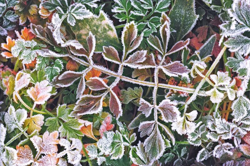 утро, заморозок, иней, осень, октябрь, крупный план, абстракция Дыхание осениphoto preview