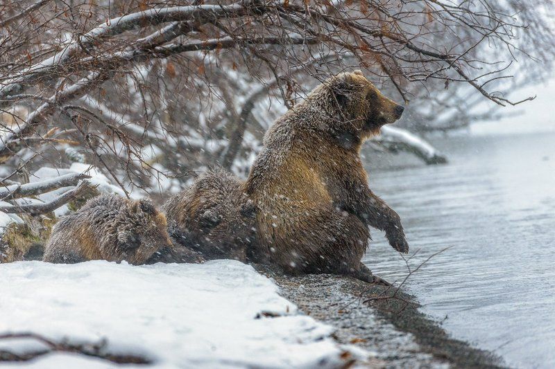 бурый медведь камчатка Опять зима !photo preview