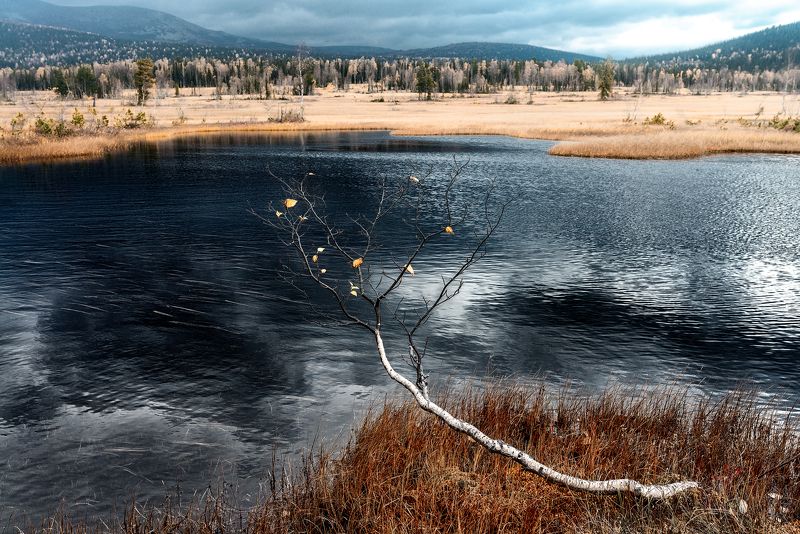 Солнце, ветер, снег, дождь, черная вода, болота, кривые березы Солнце-ветер-снег-дождь-черная вода-болота- кривые березыphoto preview