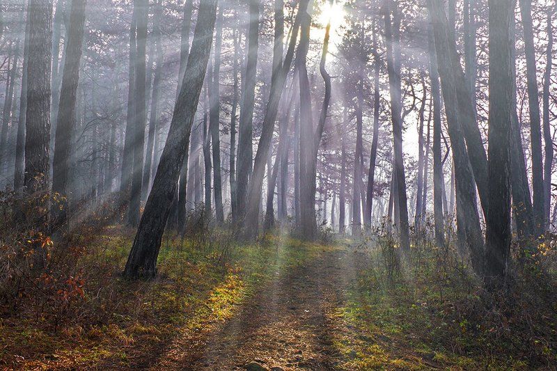 The shining forestphoto preview