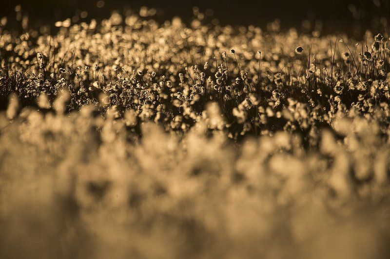 Золотоphoto preview