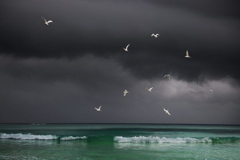 тучи, карибское море, чайки, птицы, море, вода, ураган, стая, мексика Перед ураганом на Карибахphoto preview