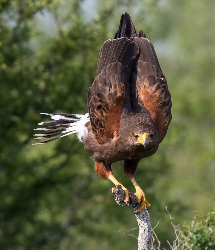 пустынный канюк, harris\\\'s hawk, hawk, тx, texas, raptor, хищные птицы Пустынный канюк - Harris\'s Hawkphoto preview