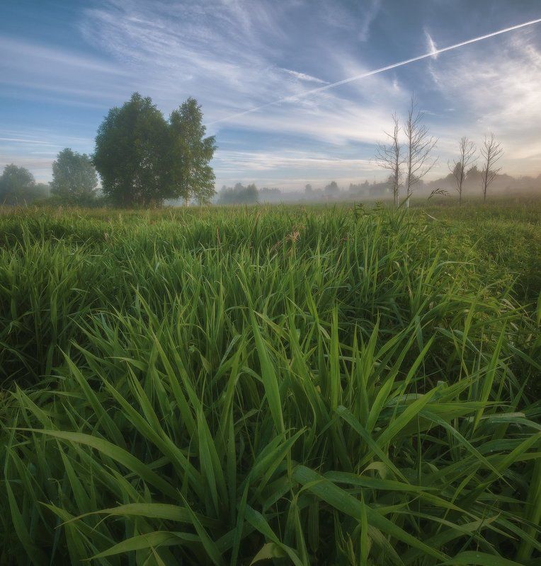 россия, подмосковье, лето, утро, рассвет, туман, свет, поле, трава, роса, небо, облака, деревья Утренняя тишинаphoto preview