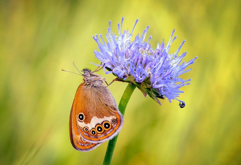 бабочка Арканияphoto preview