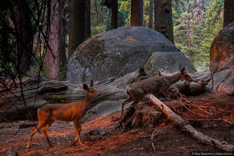секвойя, олени, животные, америка, usa, travel, ruexpedition, путешествие, национальные парки, утро Среди гигантских секвойphoto preview