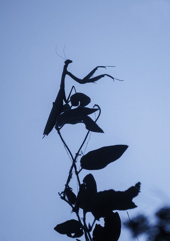 Фагот, извините, это каким местом Вы сейчас издали звук?, Богомол, Фагот, извините, это каким местом Вы сейчас издали звук?photo preview