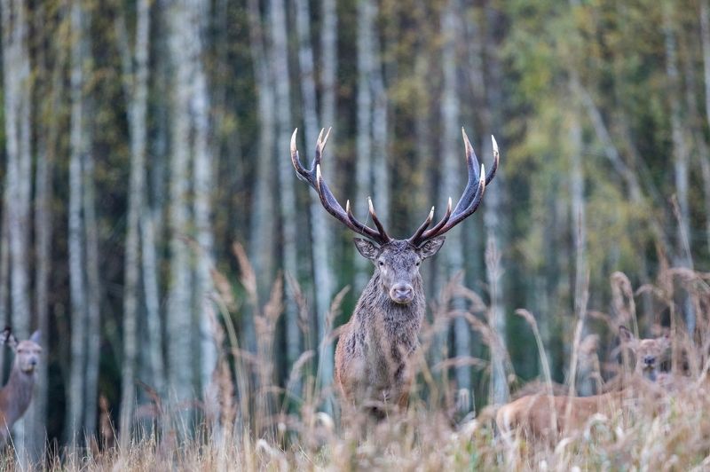 Олень благородный.photo preview