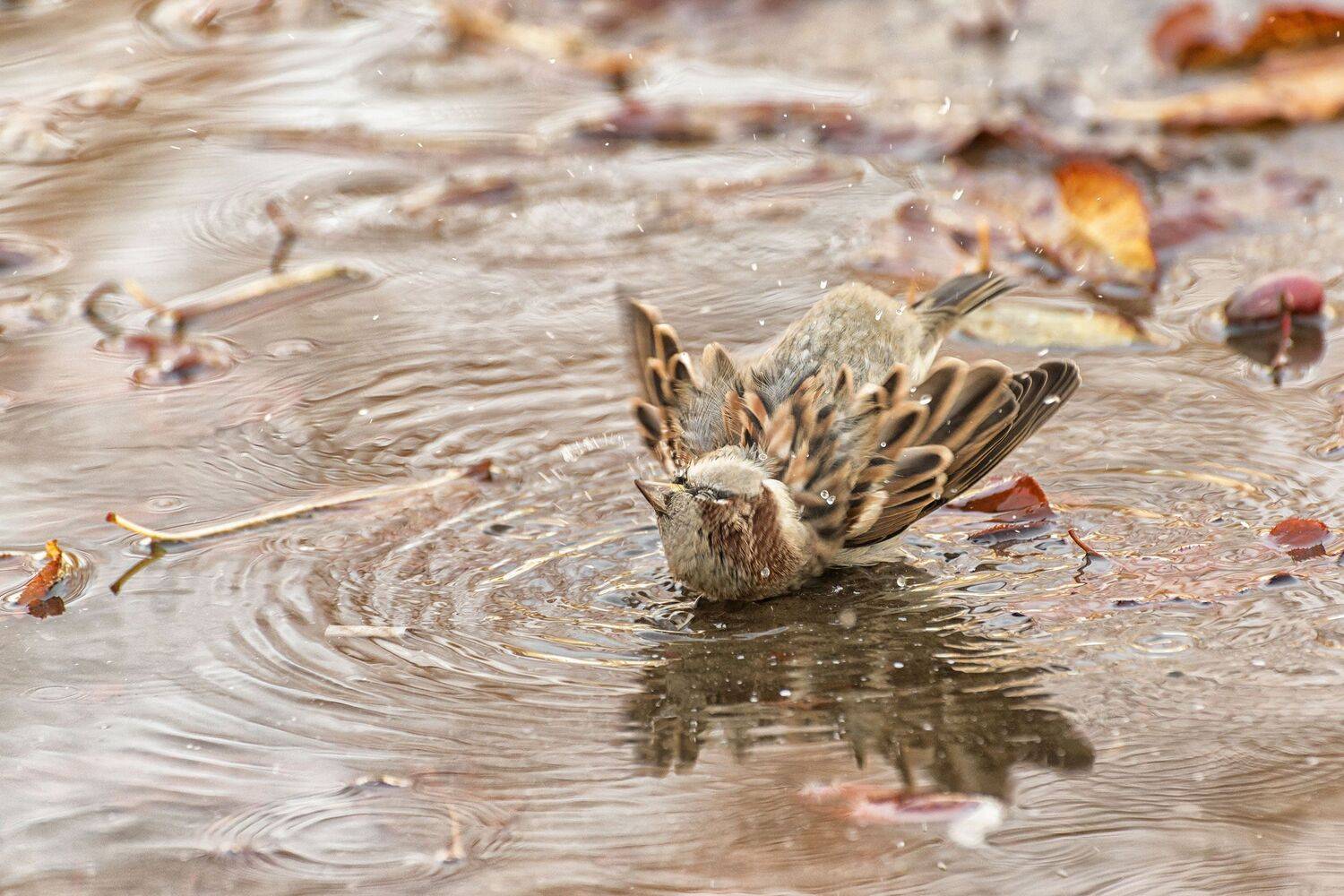 воробей, Андрей Поляков