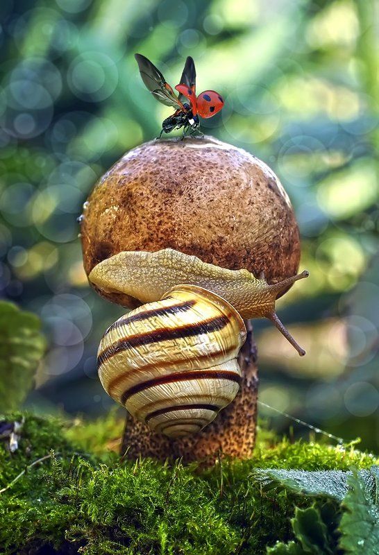 божья коровка,улитка,грибы,осень Рождённый ползать - летать не может!photo preview