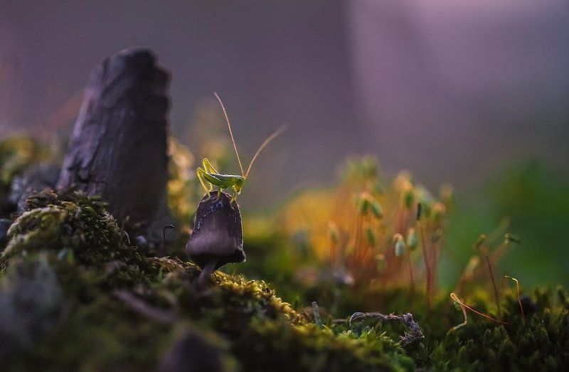 Кузнецphoto preview