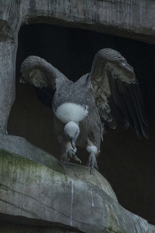 the lookoutphoto preview