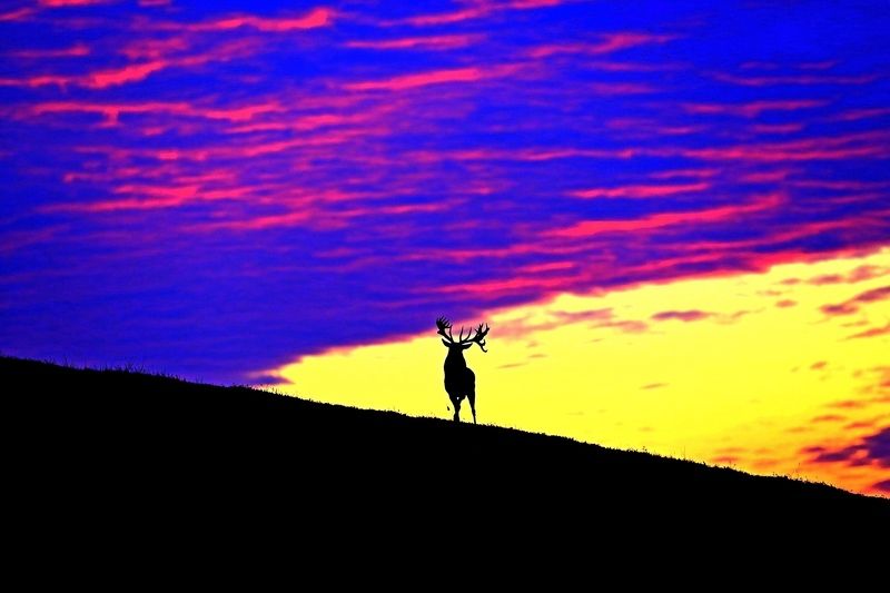 олень photo preview