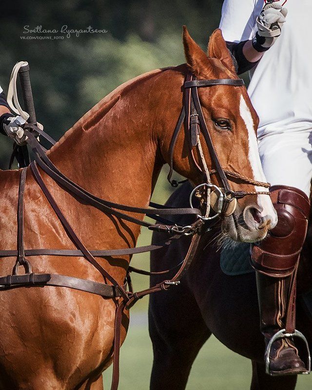 horse, лошадь, лошади, polo, details ***photo preview