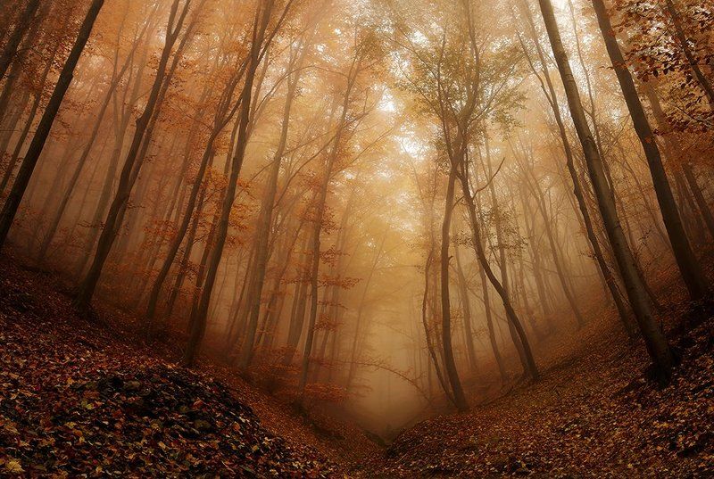 Autumn impressionphoto preview