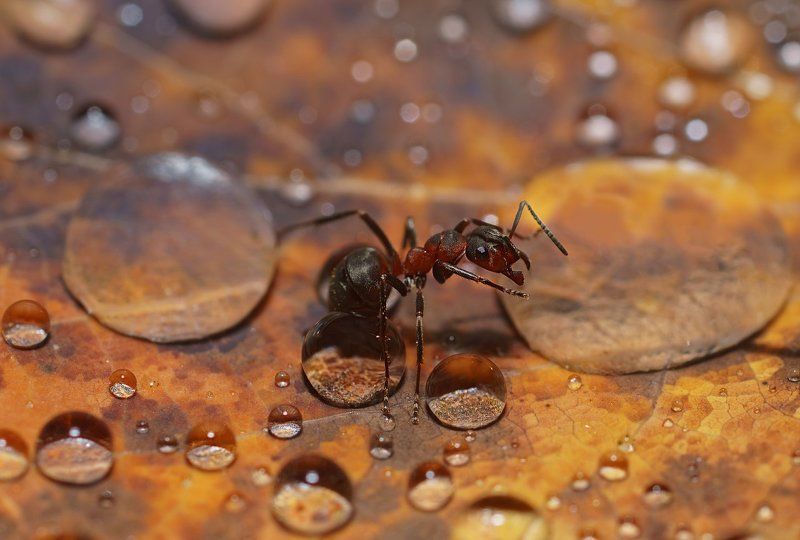 печора,коми,север,муравей,капли,дождь На водопоеphoto preview