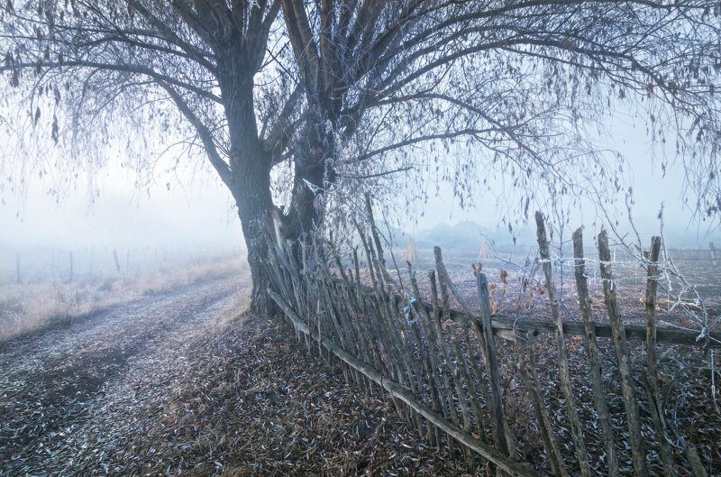 утро, туман, заморозок, околица, иней, изморозь, забор, огороды, пейзаж, дерево, дорога, проселок Зима осень караулит...photo preview