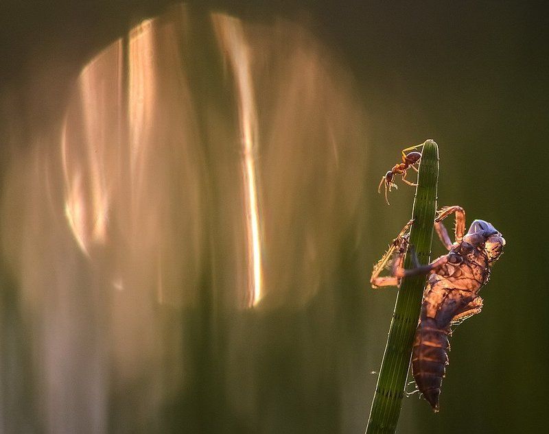 Пришелецphoto preview