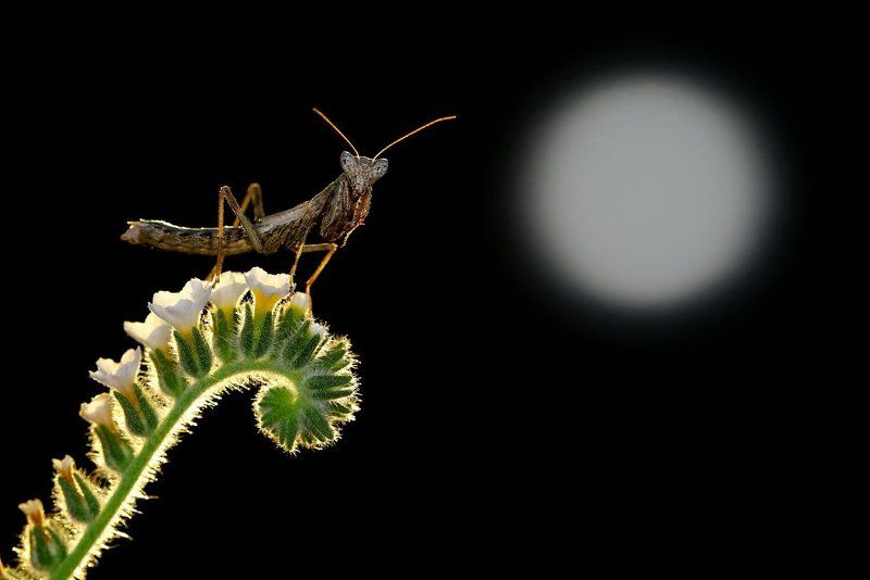 moon,light,praying,mantis,macro,nature,cyprus Moonlightphoto preview