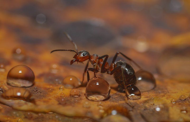 печора,коми,макро,дождь,муравей Ватерболлphoto preview