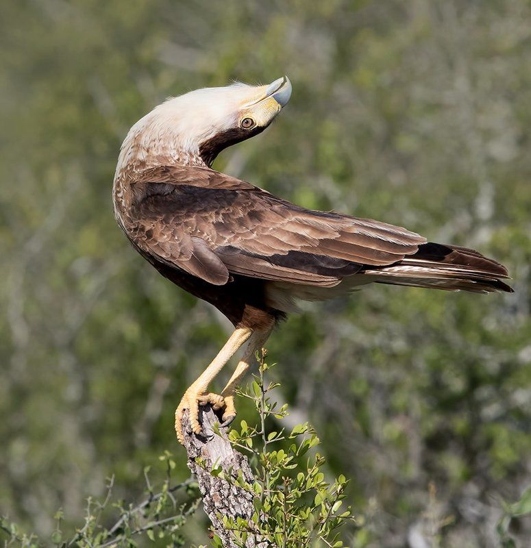 каракара, crested caracara, caracara, tx, texas, хищные птицы Молодая Каракара - Caracara Head Tilt.photo preview