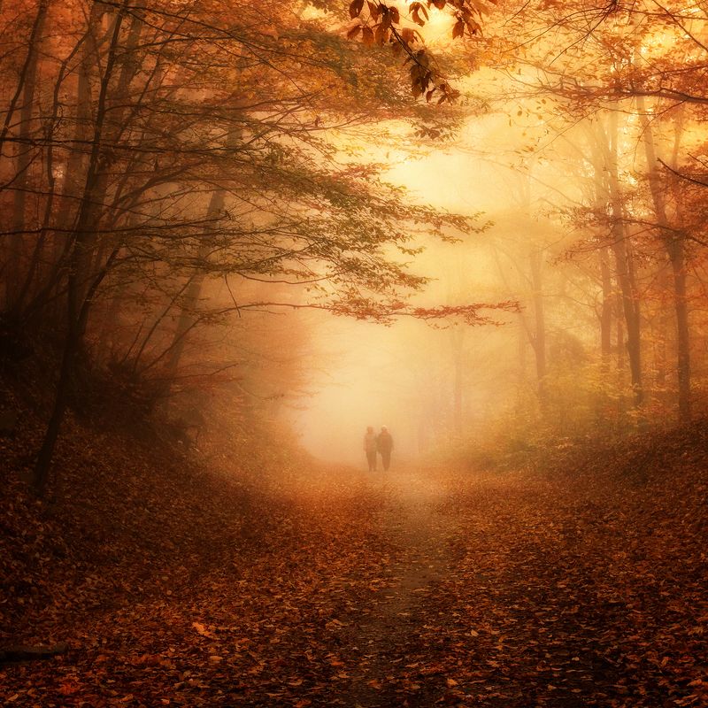 Walking in the golden woodphoto preview