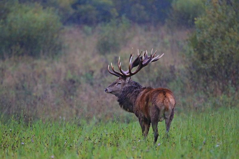 олень Благородный олень.photo preview
