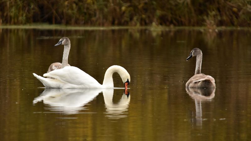 листопад Лебединая песняphoto preview