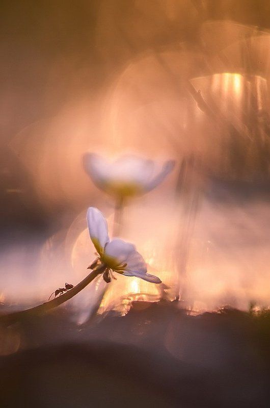 Искатель приключенийphoto preview