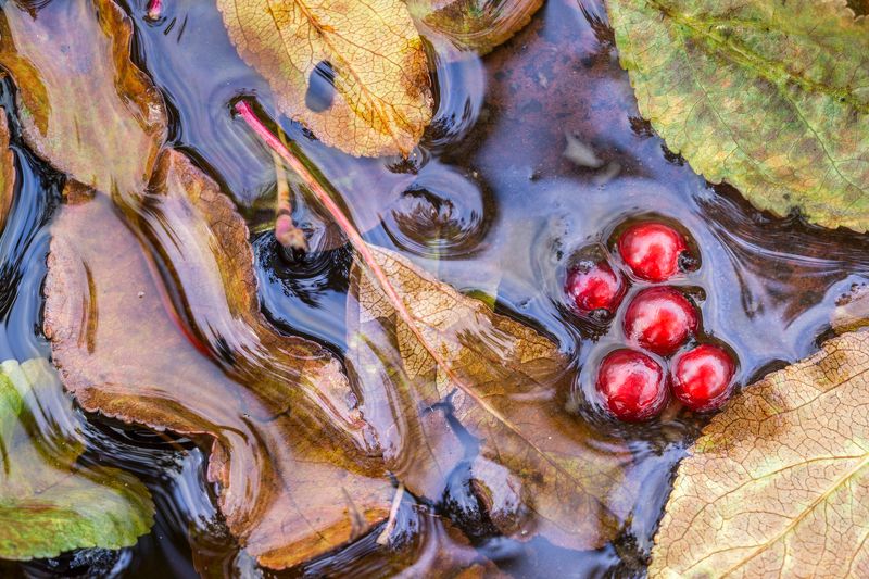 Попытка разглядеть фотографию в хаосе лужи.photo preview