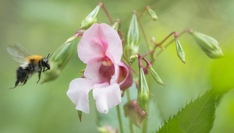 Бальзамин железистыйphoto preview