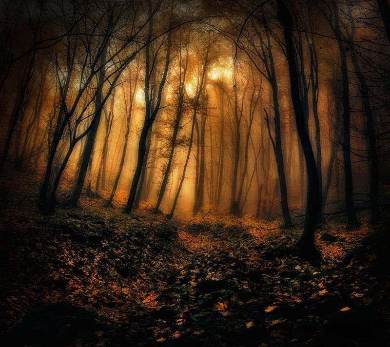 In to the magic woodphoto preview