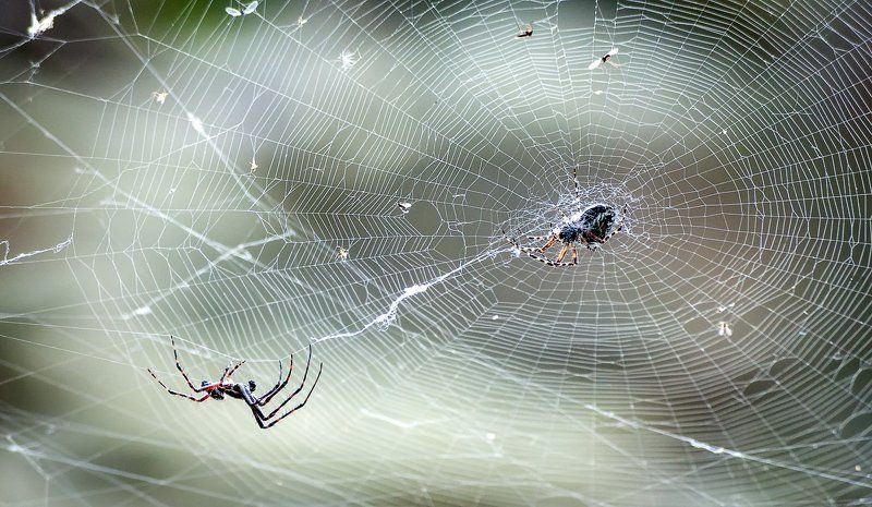 Сети любви фото превью