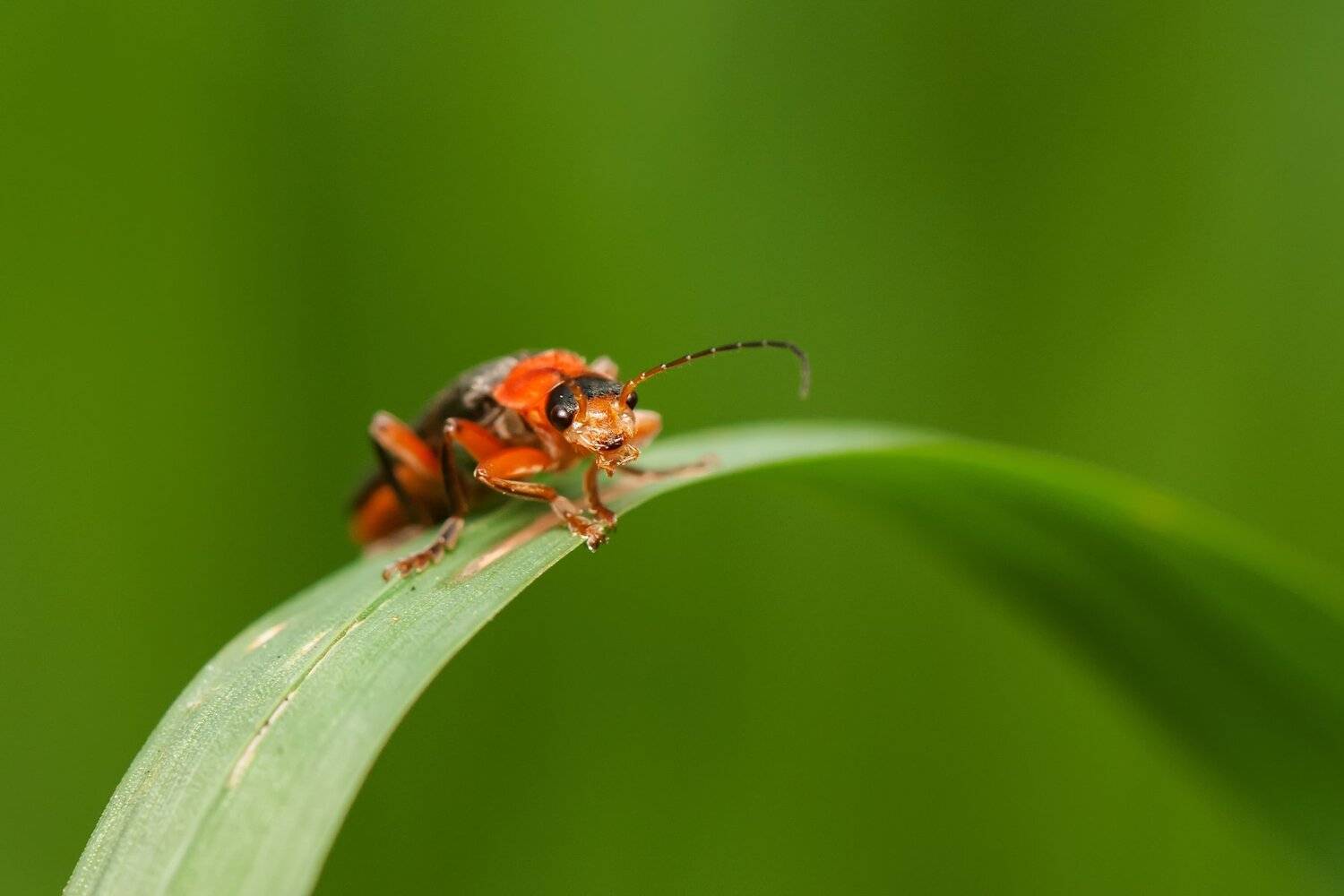 Дневной дозор. Автор: Игорь , Игорь