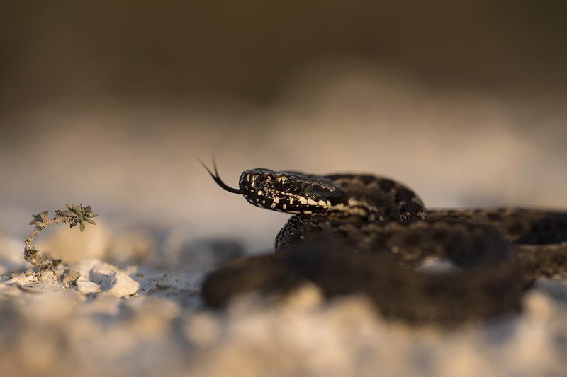 гадюк степная Противостояниеphoto preview