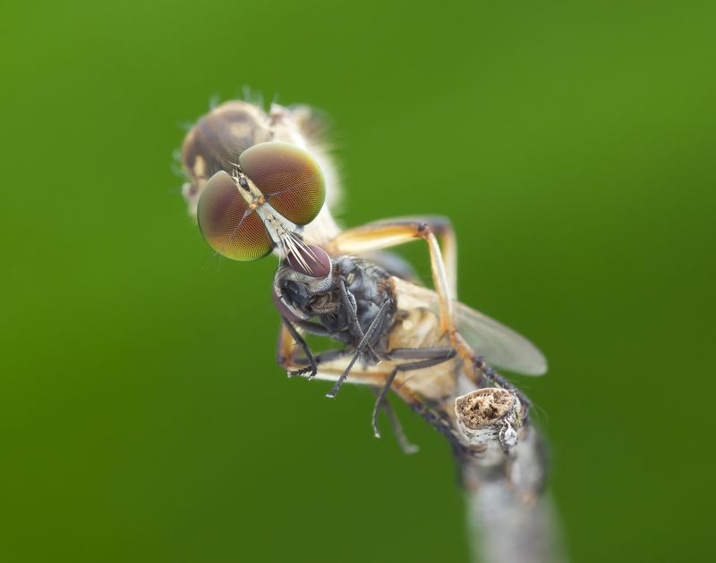 #macro#robberfly#prey#colors Robber Fly With Prey 171010Aphoto preview