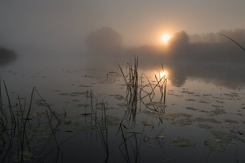 россия, природа, река, угра, смоленская область, август, 2017, рассвет, туман, nikon, пейзаж,  утро, солнце, рассвет Утро фото превью