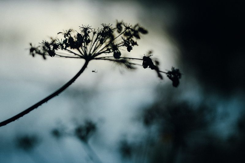 photobymaryrush,красота,photomaryrush,никон,россия,фотографмариямальгинаволкова,nikon,maryrush,russia Night Hunterphoto preview