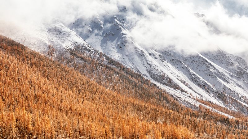 алтай, лиственницы, осень Алтайские лиственницыphoto preview