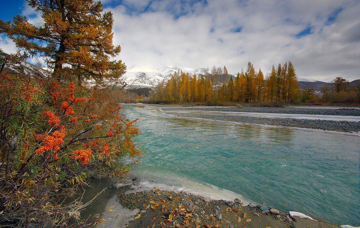 алтай, осень, река, вода, горы, чаган-узун, краски, облепиха, валерий_чичкин, Валерий Чичкин