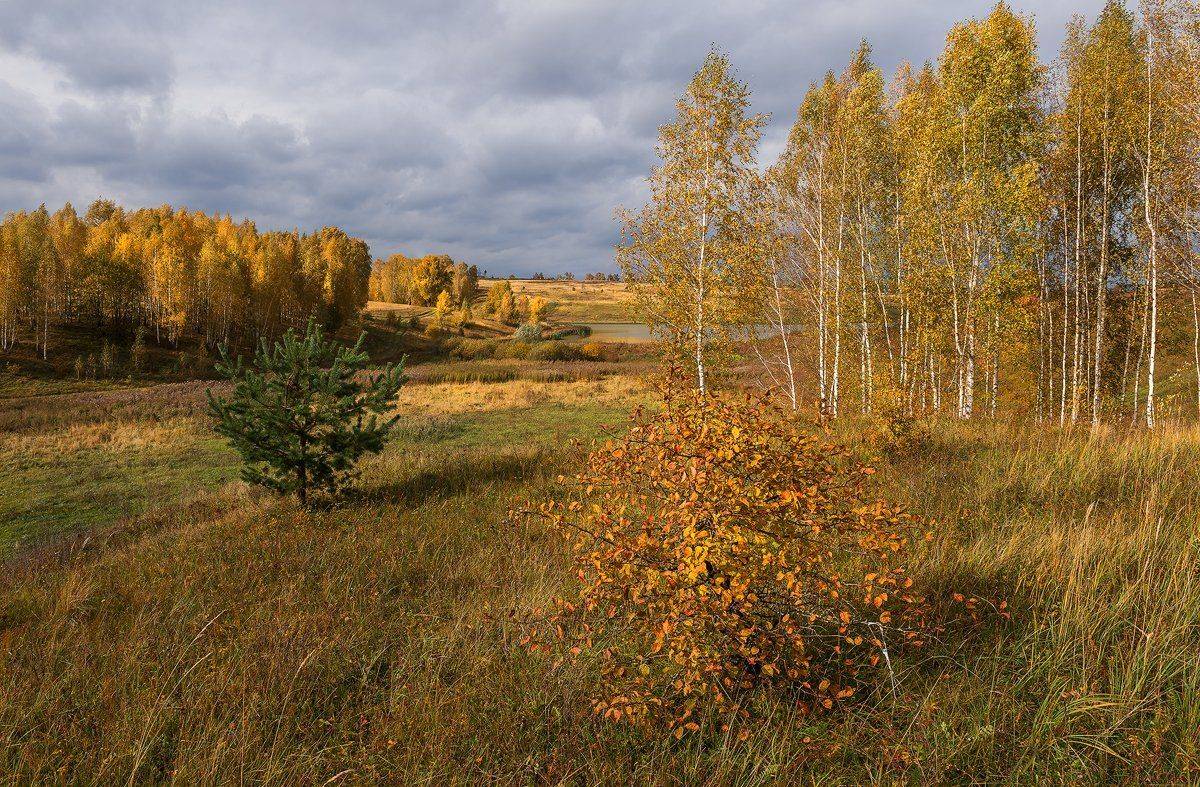 пейзаж,природа,осень,октябрь,тучи,березы,озеро,золотая осень,россия, Юлия Лаптева