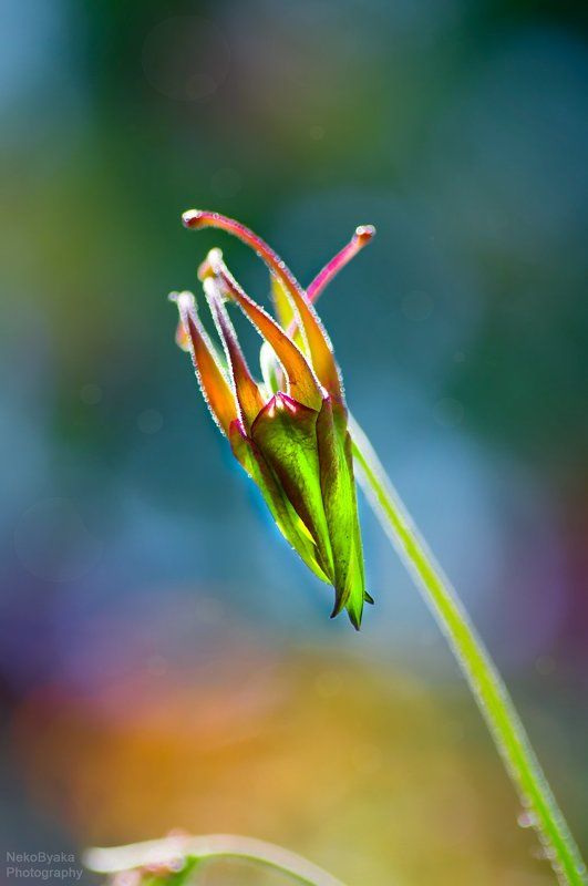 цветы, аквилегия, пирода, макро, flowers, nature, macro, aquilegia Аквилегии 3photo preview