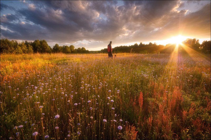 россия, подмосковье, лето, вечер, закат, солнце, свет, поле, цветы, лучи, небо, облака, деревья Провожая деньphoto preview
