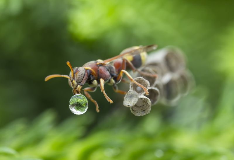 #macro#wasp#waterbubble#reflection#colors Wasp Blowing Water Bubble 171011Aphoto preview