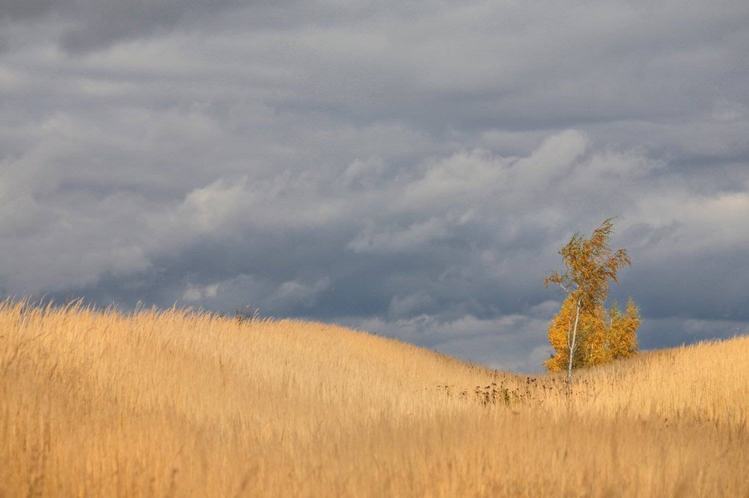 Октябрь, березки в поле. Автор: Лопухов Сергей октябрь, поле, березки, тульские, просторы, 100-300мм, Лопухов Сергей