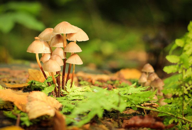 природа, лес, пенек, грибы, поганки Грибочки на пенечкеphoto preview