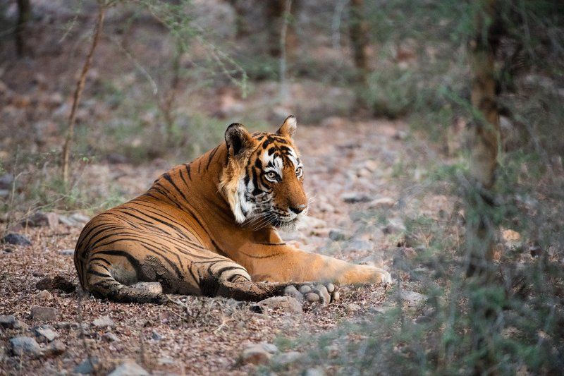 индия Я оглянулся посмотреть, не оглянулась ли она..photo preview