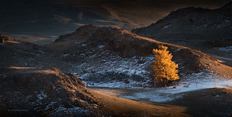 пейзаж, алтай, осень Одиночество осени... фото превью