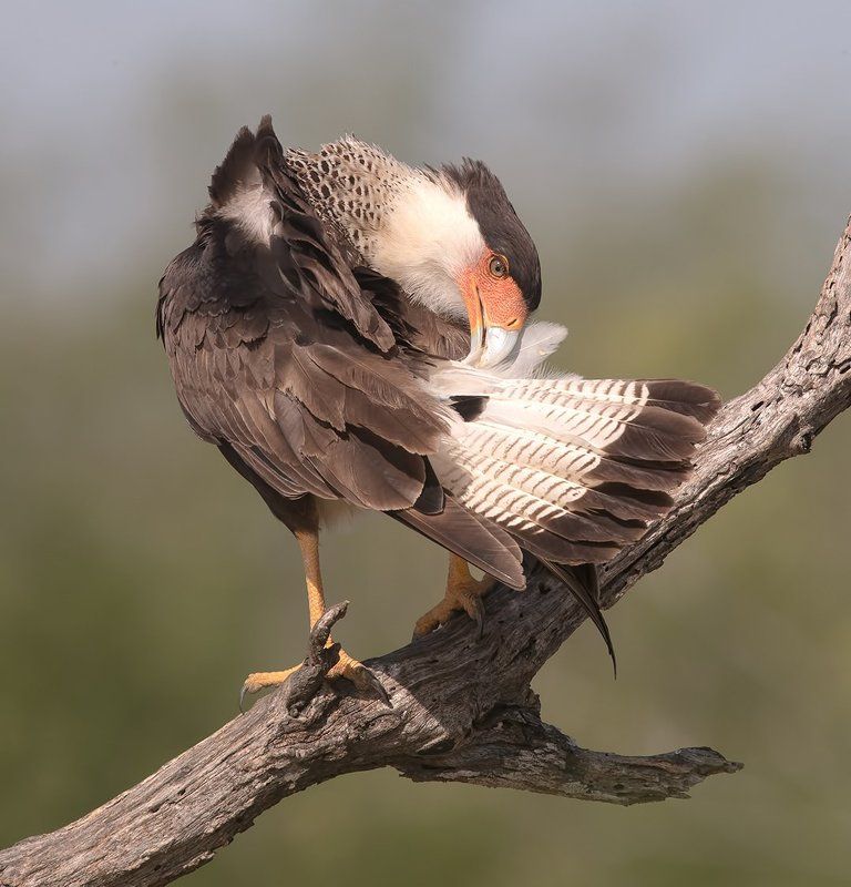 каракара, crested caracara, caracara, tx, texas Каракара - Crested Caracara. Preening Timephoto preview