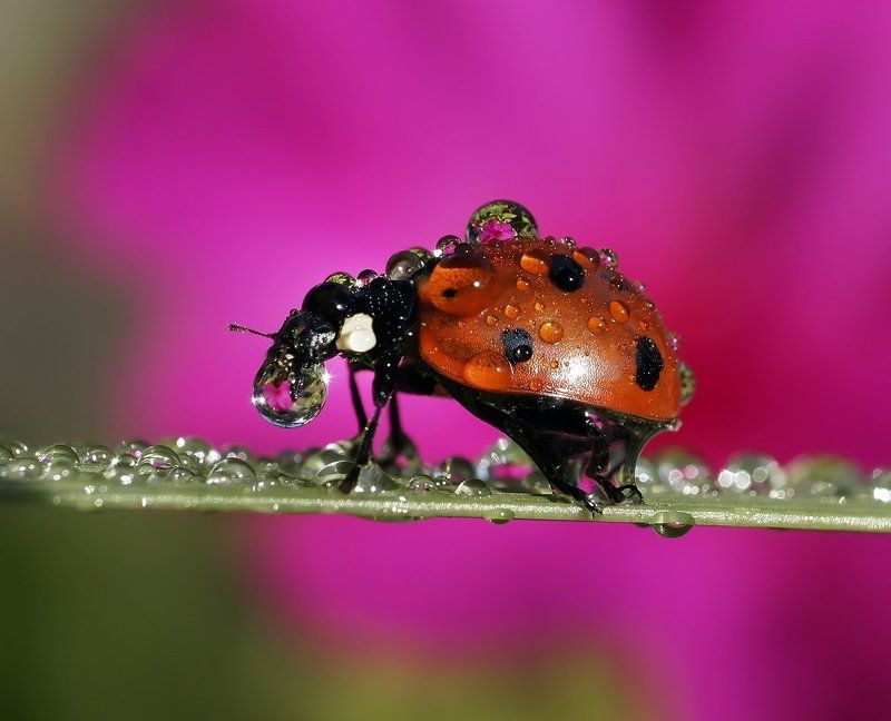 макро,божья коровка,капли Свежая роса с доставкойphoto preview